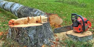 Best Tree and Shrub Care  in Claremont, NC