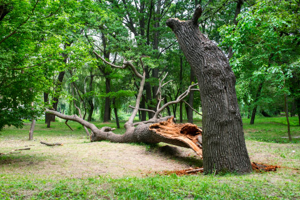 Professional Tree Care in Claremont, NC