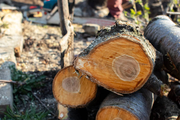 Best Tree Maintenance Programs  in Claremont, NC