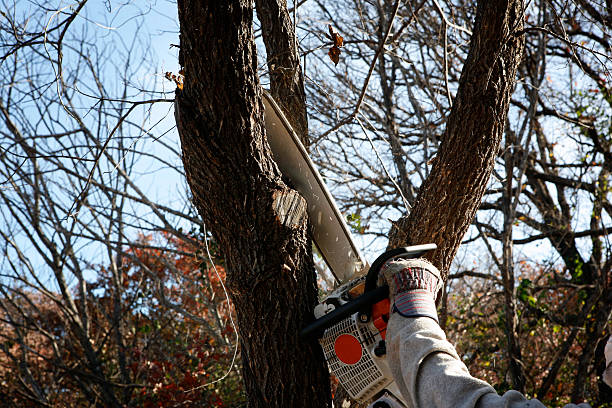Best Lawn Watering Services  in Claremont, NC
