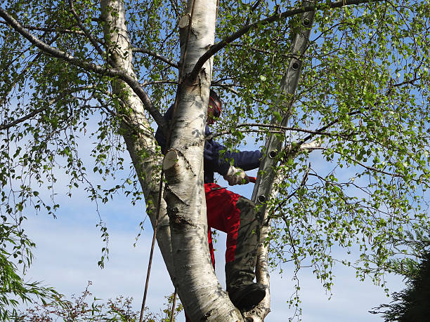 Best Storm Damage Tree Cleanup  in Claremont, NC