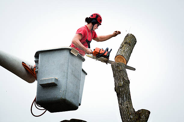 Best Tree Risk Assessment  in Claremont, NC