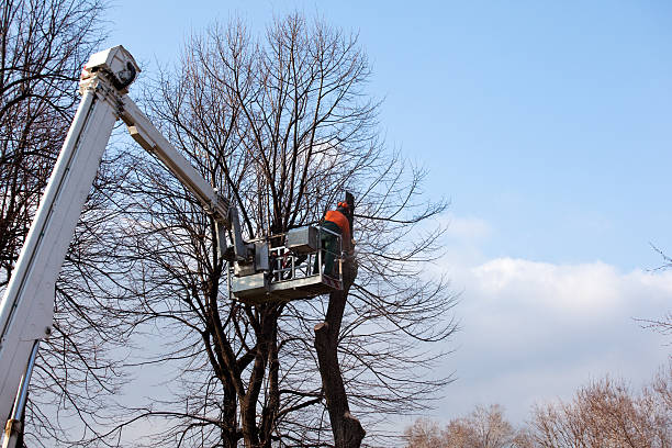 Best Tree Mulching  in Claremont, NC