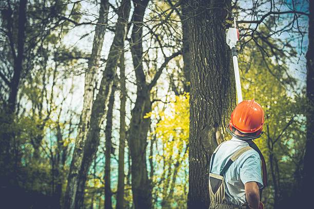 Best Arborist Consultation Services  in Claremont, NC
