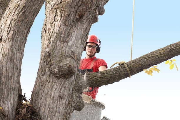 Best Tree Cabling and Bracing  in Claremont, NC